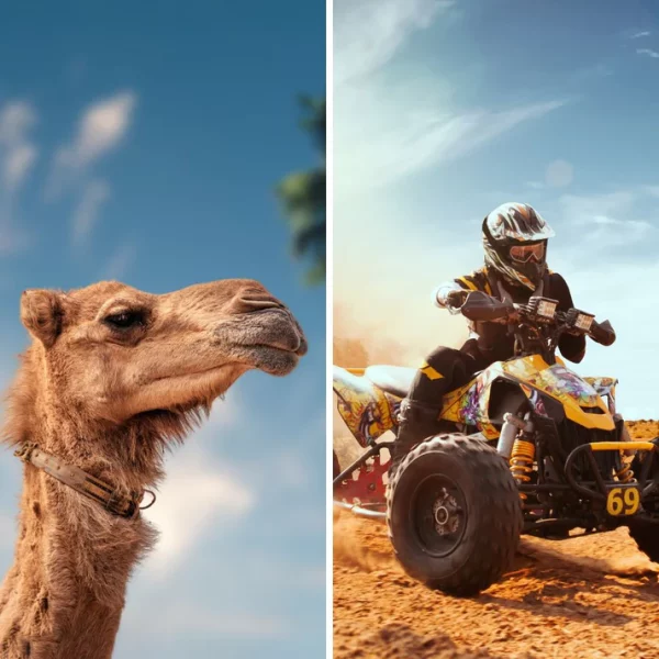 Quad és teve a Palmeraie-ban